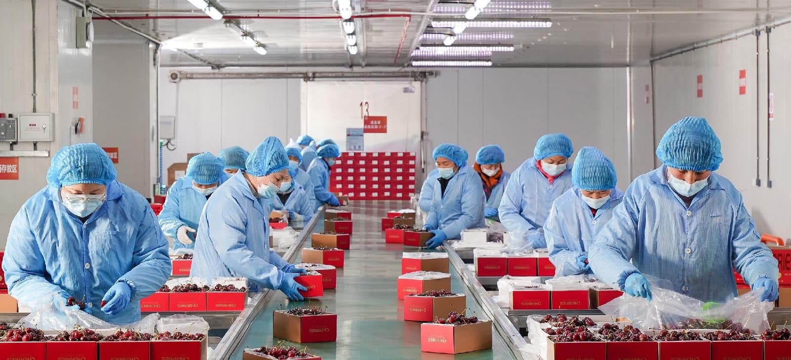 Frutacloud cherry packing line