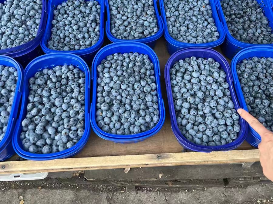 Peak-season blueberries