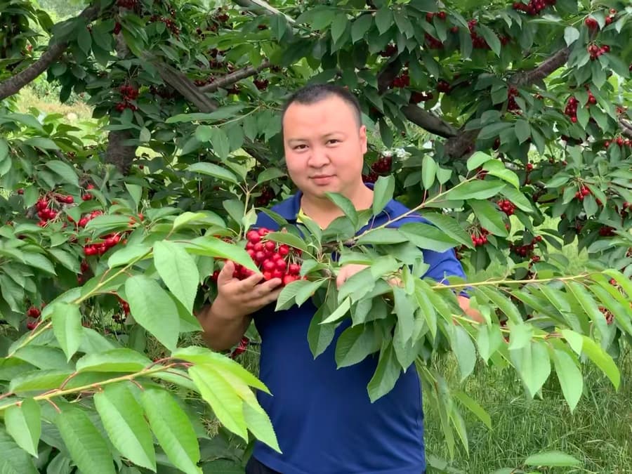 Domestic cherry orchard