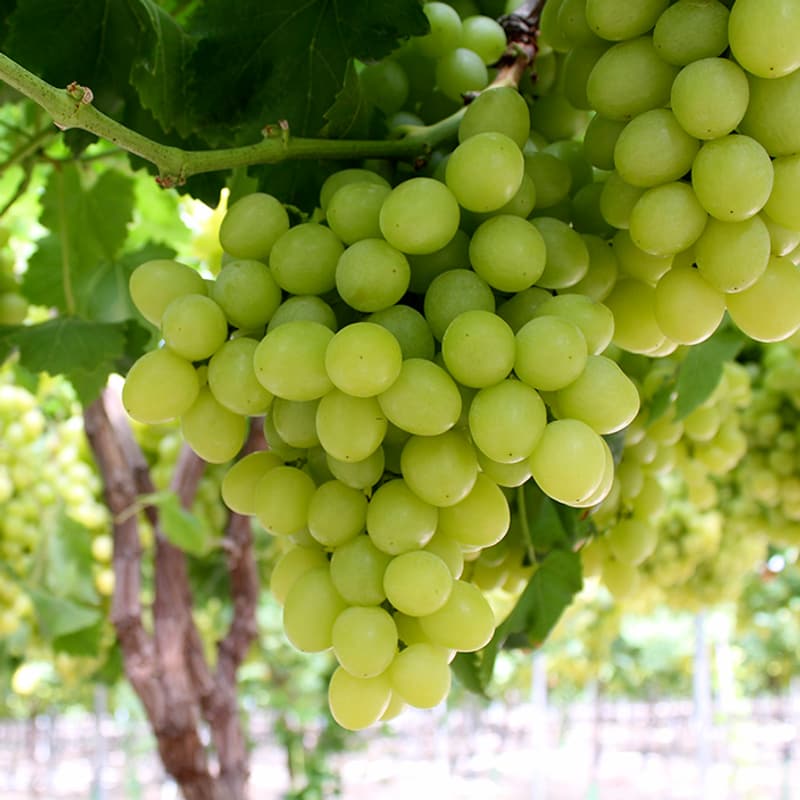 Grapes