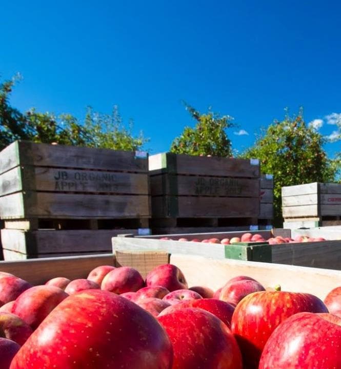 Newly introduced premium fruit varieties